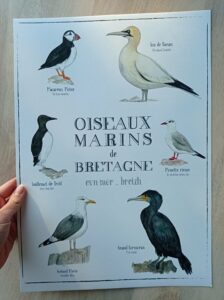 affiche oiseaux marins bretagne leonie et france eshop de createurs francais min