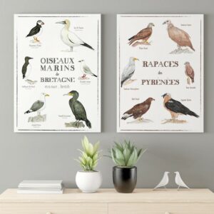 affiches illustrees oiseaux marins montagne leonie et france eshop