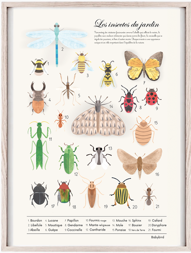 affiche des insectes du jardin